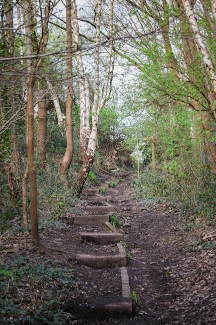 A narrow dirt trail with wooden stepping stones meanders through a dense woodland area with tall, slender trees, some with white bark and others with brown trunks, their branches extending overhead. T