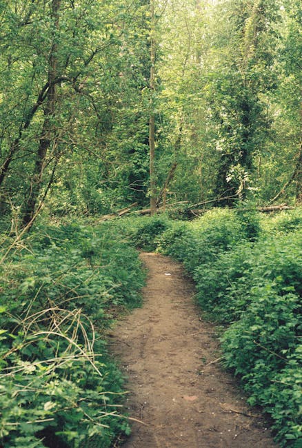 A narrow dirt trail with wooden stepping stones meanders through a dense woodland area with tall, slender trees, some with white bark and others with brown trunks, their branches extending overhead. T