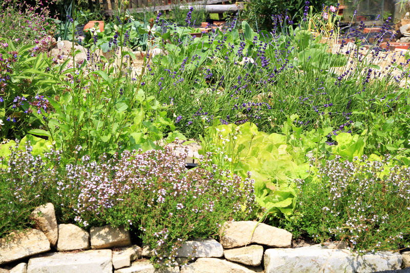 Garden hedges