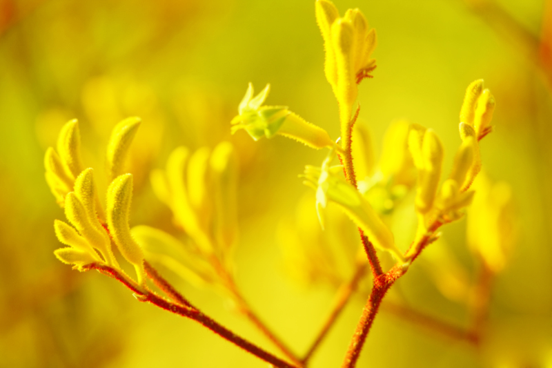 Lawn care garden maintenance