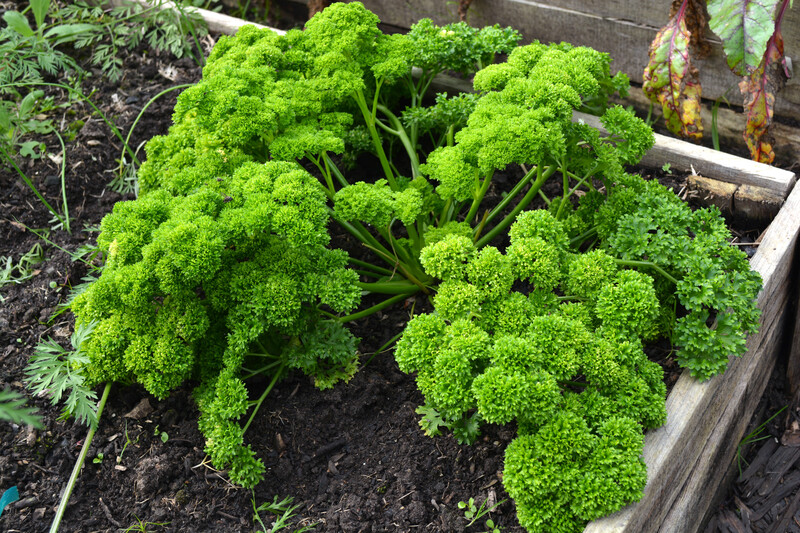 Garden outdoor space